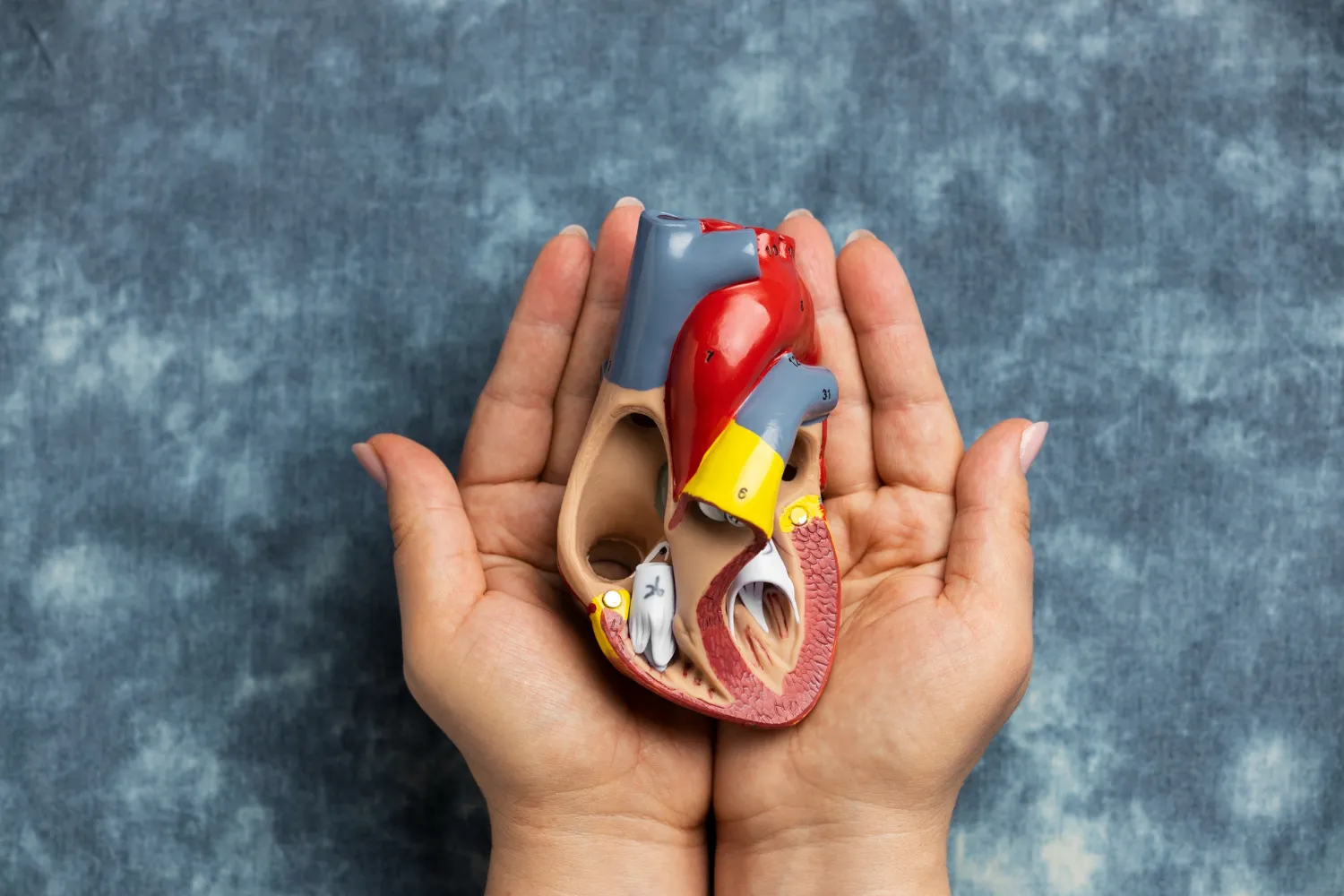 Modelo anatómico del corazón sostenido en manos humanas, mostrando detalles de las cámaras y válvulas cardíacas, ideal para educación médica y estudios de anatomía.